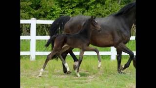 wwwreitschulesandbrinkde foal SANDBRINK  FÜRST ROMANCIER Dressage [upl. by Sirenay13]