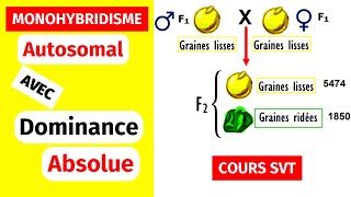 ✅Génétique des diploïdes Monohybridisme autosomal avec dominance absolue [upl. by Aramoix183]