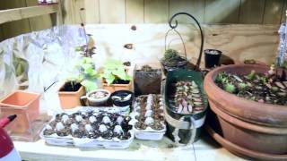 Succulent Grow Room  SEEDLING PROGRESS [upl. by Tenej372]