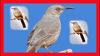 Curved Billed Thrasher Song Call Chirp  Cuitlacoche Pico Curvo Canto  Toxostoma Curvirostre [upl. by Svend174]