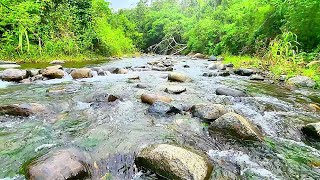 Beautiful Nature River flowing in Borneo Relaxing River Sounds Nature White Noise for Sleeping [upl. by Keldon138]