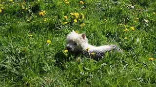 West Highland White Terrier Westie Bobby Dog heaven [upl. by Anib]