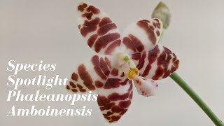 Species Spotlight Saturday  Phalaenopsis Amboinensis Orchid  History and Care [upl. by Mcnully866]