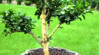 Buchsbaum Buxus Bonsai Formgehölz [upl. by Ahse]