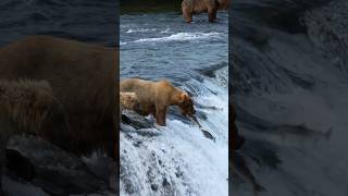 Grizzly bear catches fish wildanimals shorts [upl. by Dyol]