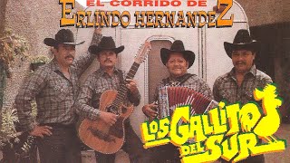 Los Gallitos Del Sur  Corrido De Erlindo Hernandez Album Completo [upl. by Naillij74]