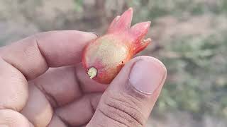 Thrips Control In Pomegranate fruits thrips [upl. by Chill]