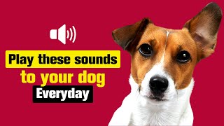 Play these Sounds to your DOG Everyday [upl. by Haneeja]