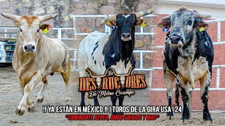 YA ESTÁN EN MÉXICO  CAMINANTE AEREO AMOR SALVAJE Y MÁS  ALGUNOS DE LOS TOROS DE LA GIRA USA [upl. by Atirma667]