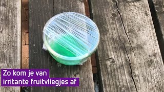 Zo kom je van irritante fruitvliegjes af [upl. by Hawkie]