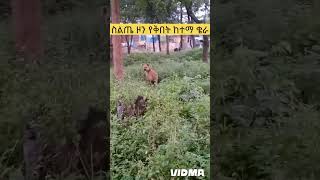 hayna በስልጤ ዞን በቅበት ከተማ የሚገኘው ቄራ [upl. by Yddur]