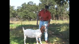 What Judges Look for in Boer Show Goats [upl. by Yensehc]