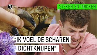 NOORDZEEKRAB KNIJPT JURRES VINGER ERAF  Steken en Prikken 7  NPO Zapp [upl. by Eatnoj]