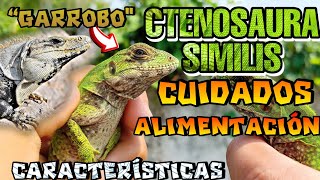 Garrobo CTENOSAURA SIMILIS CUIDADOS Y ALIMENTACIÓN [upl. by Salta563]