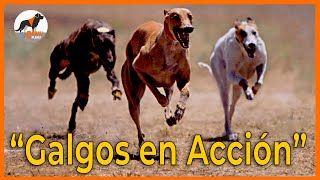 quotGalgos en Acciónquot🚀⚡⚡ galgosgreyhound [upl. by Ainyt]