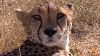 Are Cheetahs More Like a Domestic Cat or Dog The Answer May Surprise You [upl. by Bartholemy]