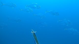 Spearfishing Snapper and AP [upl. by Aiek]