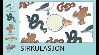 Sirkulasjon  utvikling av lukkede kretsløp [upl. by Ohcamac]