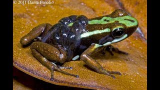 Parental care in amphibians [upl. by Ellehcal583]