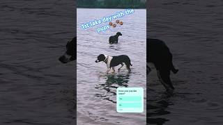 water dogs🐶🐶 puppies lake viralshorts swimming explorepage youtubeshorts music [upl. by Allecram274]