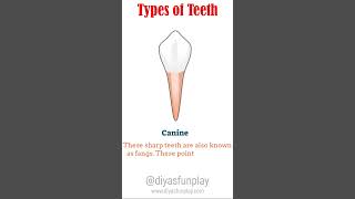 types of teeth  shortsvideo  shorts  diyasfunplay  teeth types [upl. by Notluf]