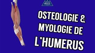 Anatomie 1  Ostéologie et myologie de lhumérus [upl. by Griseldis]