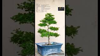 SN49 bonsai pruning wiring Carmona RetusaFukien TeaBoxwood shorts [upl. by Pedersen]