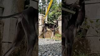 Sniffing out adventures🐾 kannidogslover kannidog dogs doglover shorts pets trending [upl. by Mcmahon]