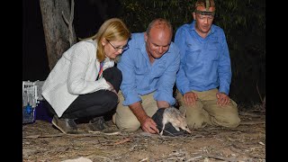 Bilbies make historic return to the Pilliga [upl. by Halac]