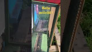 Super activité  abeille beekeeping nature beehabitat [upl. by Aleel335]