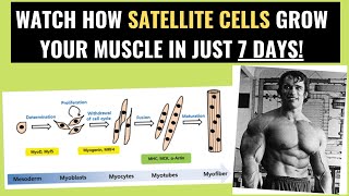 The role of satellite cells for muscle growth [upl. by Annaxor822]