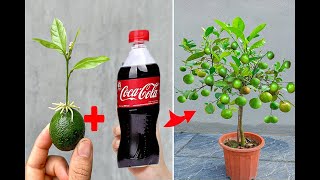 SUPER SPECIAL TECHNIQUE for propagating LEMON plants from fruits using super growth cocacola [upl. by Ramraj]