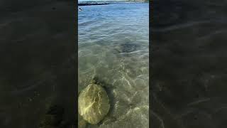 Visiting Sea Turtles on the Beach in KailuaKona Hawaii [upl. by Eikcin]