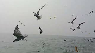 Chilika Lake Odisha Viral video Bird Station during Winter Season [upl. by Henryetta]