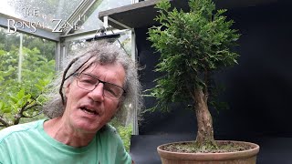 Pruning My Old Growth Style Cedar and Car Shows The Bonsai Zone Aug 2024 [upl. by Ayekahs]