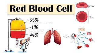 Red Blood Cell ErythrocyteRBC  Structure amp Function Basic Physiology On Red Blood Cell [upl. by Armyn]