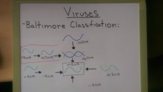 Viruses Baltimore Classification [upl. by Winona]