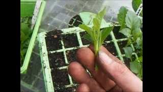 How To Grow Dahlias Taking Dahlia Cuttings [upl. by Arutnev]