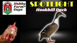 HFG Farm Animal Spotlight Hookbill Duck [upl. by Wang]