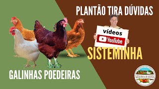 Galinhas Poedeiras no Sisteminha  Plantão Tira Dúvidas [upl. by Saxen]