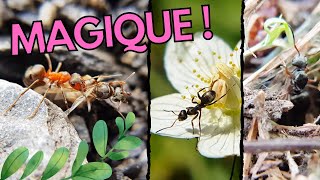 Les fourmis quon croise en nature [upl. by Adnirod]