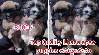 Lhasa apso puppy for sale7794859545Hyderabaddog market in Hyderabad [upl. by Ramyaj172]