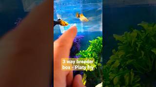 Three Way Breeder Box 🐠Platy Babies aquarium [upl. by Ytissahc]