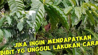 pembuatan bakal benih kopi jenis robusta [upl. by Liza149]