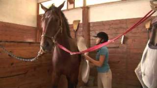 Horse Care amp Buying Tips  How to Break a Horse [upl. by Florance]