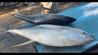 Live 08 Okt 24 ‼️🔥🔥 Amazing Fresh Yellowfin Tuna Cutting skills at the fish market Sorong [upl. by Dinnage]