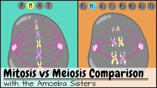 Mitosis vs Meiosis Side by Side Comparison [upl. by Ecyla]