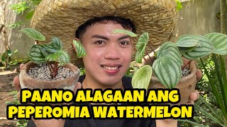 【ENG SUB】PEPEROMIA ARGYREIA WATERMELON COMPLETE CARE TIPS AND PROPAGATION [upl. by Haelam43]