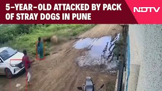 Pune News  5YearOld Attacked Injured By Pack Of Stray Dogs In Pune [upl. by Chaffee836]