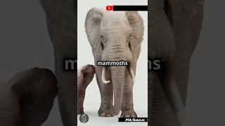 The facts about wholly mammoth by MRShroud funfacts science interestingfacts woollymammoth [upl. by Achilles]